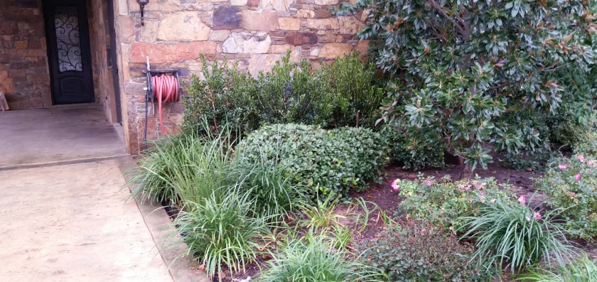 small trees and shrub trimming experts in gainesville tx