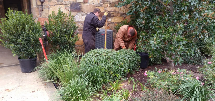 small trees and shrub trimming in gainesville tx